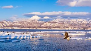 ハッピー フィート（2006年）